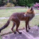 fox2507012
