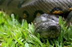 snake2